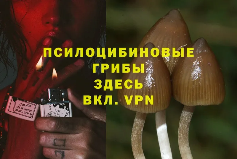 Галлюциногенные грибы Cubensis  Вяземский 